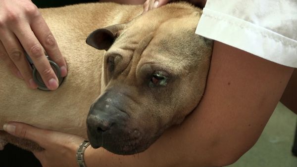 The Dog Rescuers - Episode 8