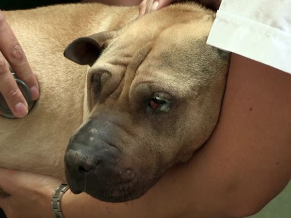 The Dog Rescuers - Episode 8