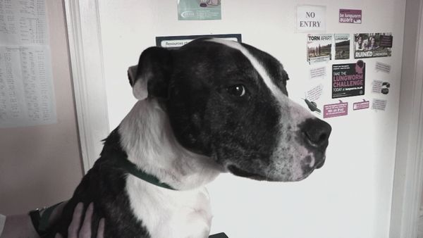The Dog Rescuers - Episode 6