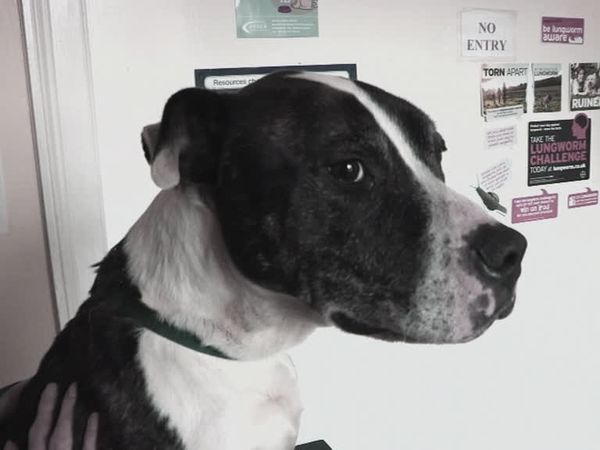 The Dog Rescuers - Episode 6