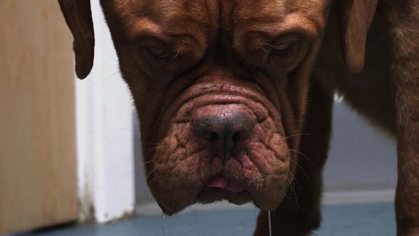 The Dog Rescuers - Episode 7
