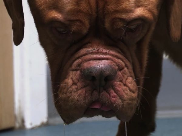 The Dog Rescuers - Episode 7