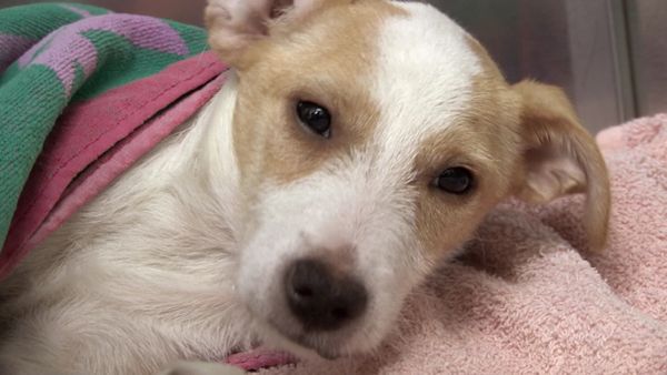 The Dog Rescuers - Episode 4