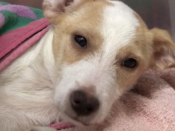 The Dog Rescuers - Episode 4