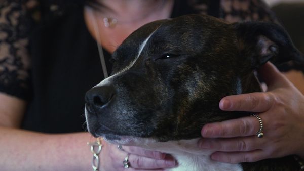 The Dog Rescuers - Episode 3
