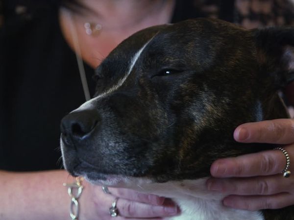 The Dog Rescuers - Episode 3