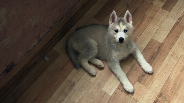 The Dog Rescuers - Episode 5