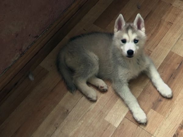 The Dog Rescuers - Episode 5