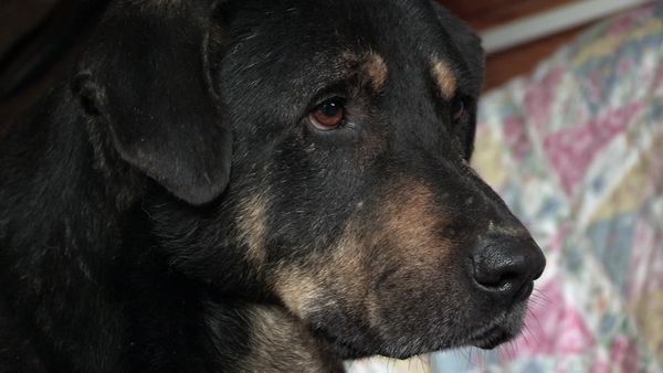 The Dog Rescuers - Episode 1