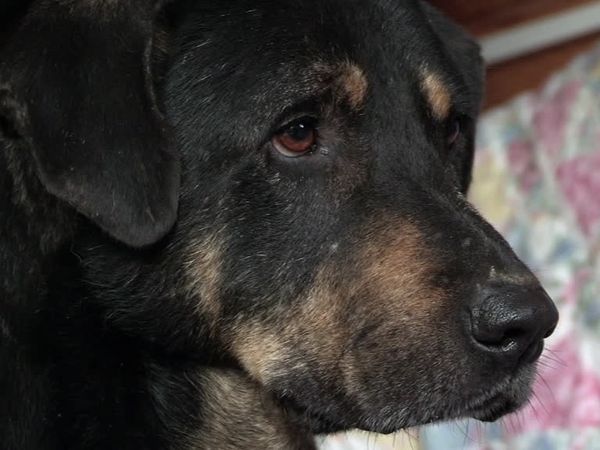 The Dog Rescuers - Episode 1