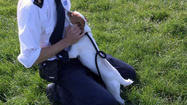 The Dog Rescuers - Episode 6