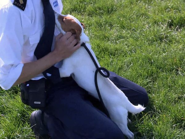 The Dog Rescuers - Episode 6