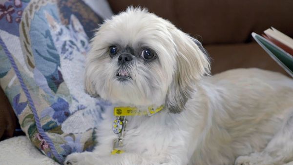 The Dog Rescuers - Episode 8