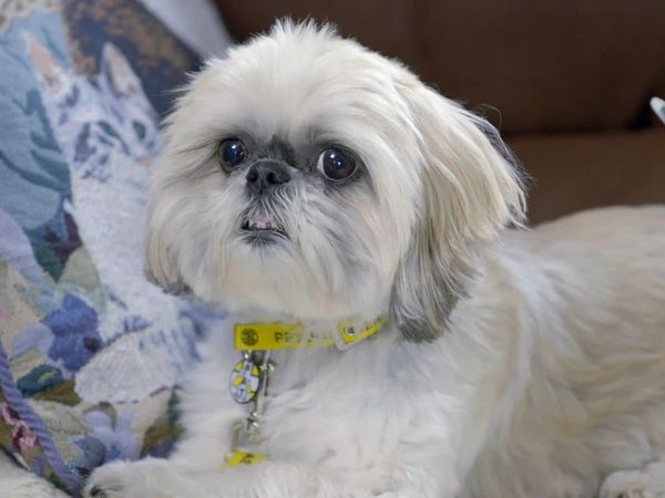 The Dog Rescuers - Episode 8