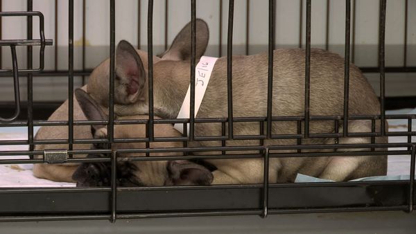 The Dog Rescuers - Episode 9