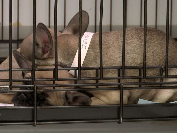 The Dog Rescuers - Episode 9