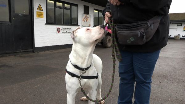 The Dog Rescuers - Episode 10