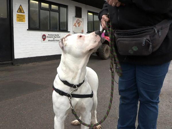 The Dog Rescuers - Episode 10