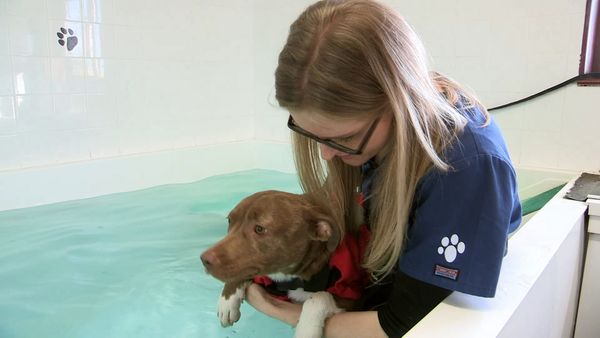 The Dog Rescuers - Episode 7