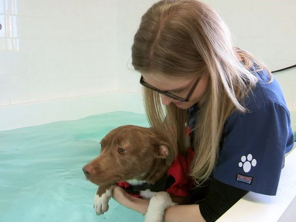 The Dog Rescuers - Episode 7