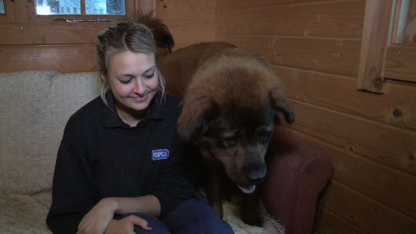 The Dog Rescuers - Episode 11