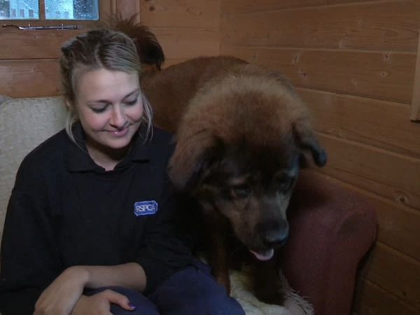 The Dog Rescuers - Episode 11