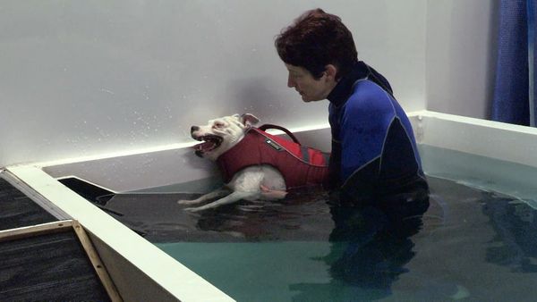 The Dog Rescuers - Episode 1