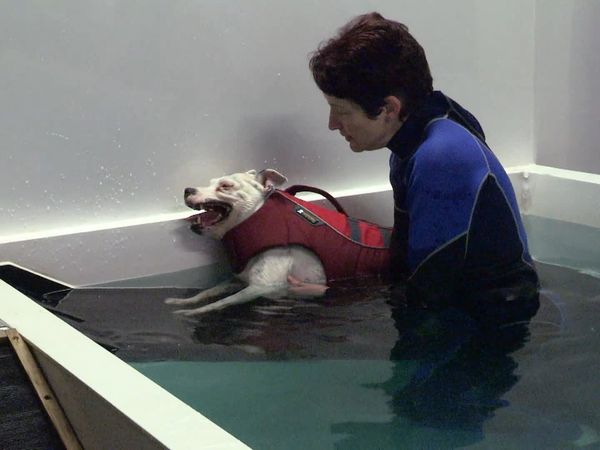 The Dog Rescuers - Episode 1
