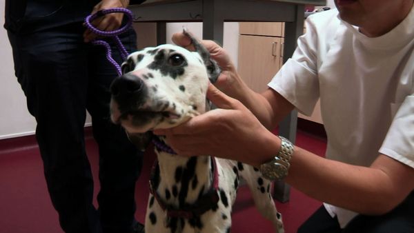 The Dog Rescuers - Episode 7