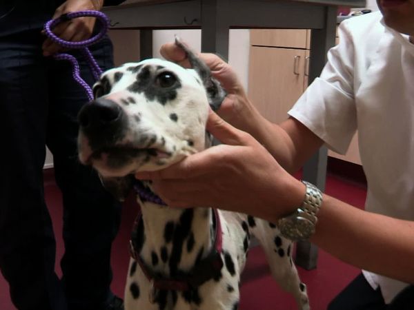 The Dog Rescuers - Episode 7