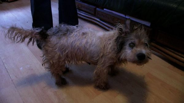 The Dog Rescuers - Episode 10