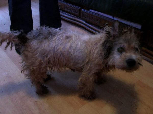 The Dog Rescuers - Episode 10