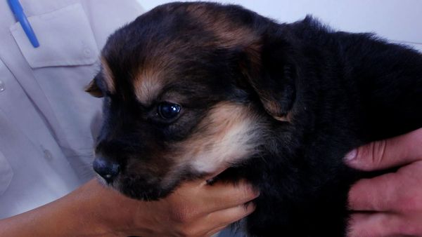The Dog Rescuers - Episode 3