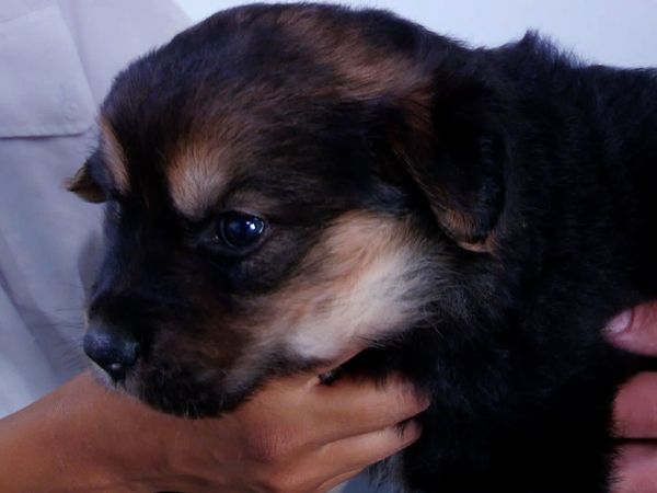 The Dog Rescuers - Episode 3