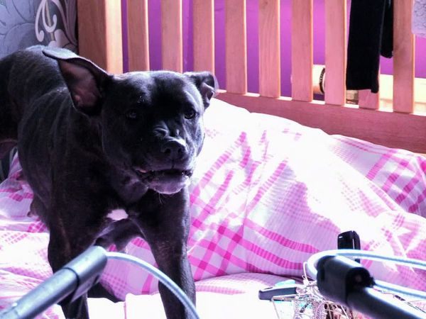 The Dog Rescuers - Episode 6