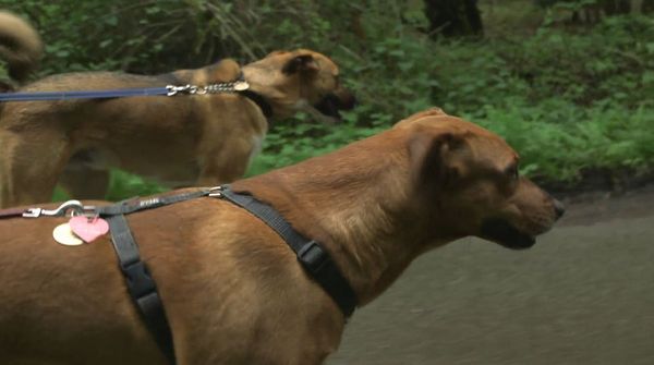 The Dog Rescuers - Episode 11