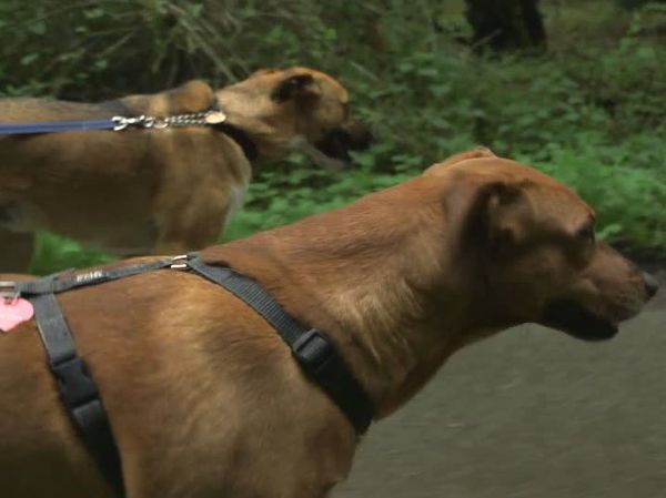 The Dog Rescuers - Episode 11