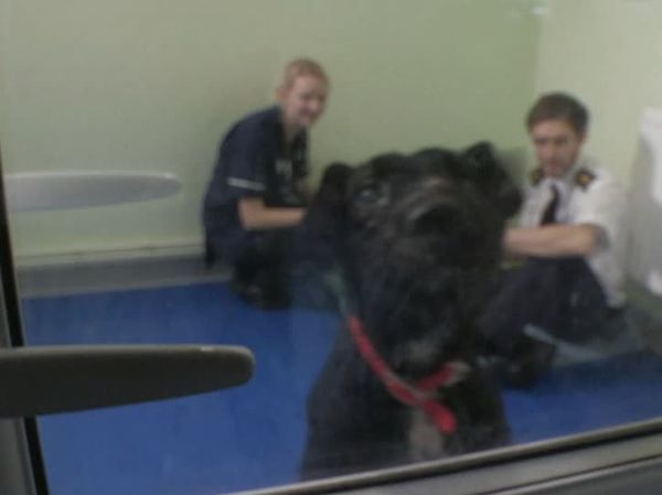 The Dog Rescuers - Episode 13