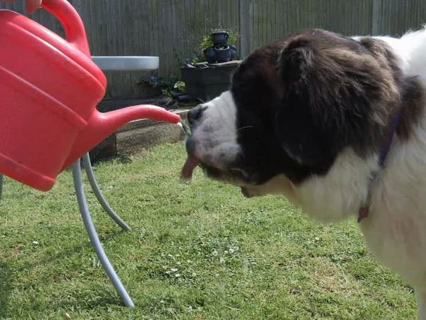 The Dog Rescuers - Episode 10