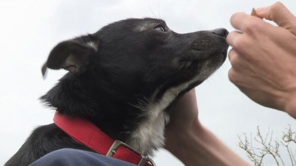 The Dog Rescuers - Episode 14