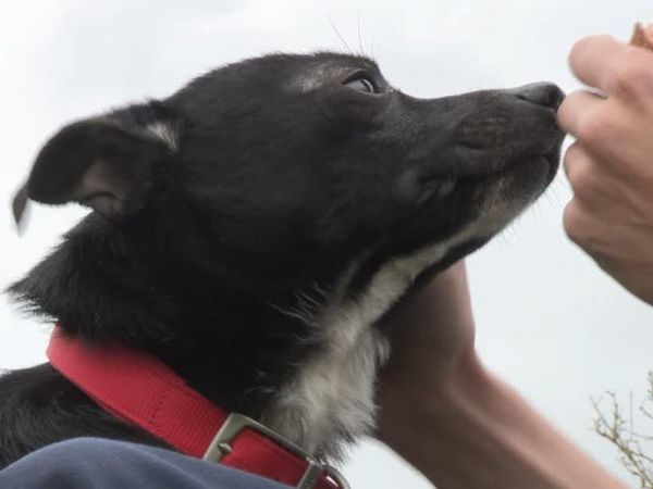 The Dog Rescuers - Episode 14