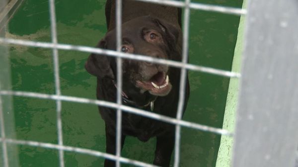 The Dog Rescuers - Episode 12