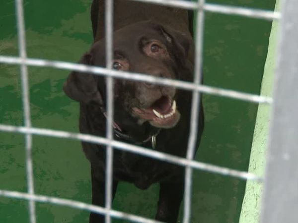 The Dog Rescuers - Episode 12