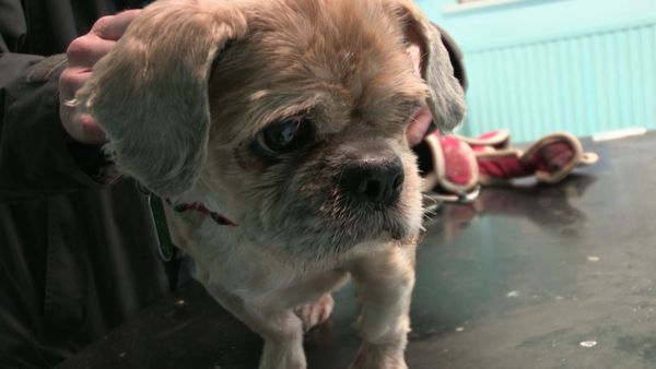 The Dog Rescuers - Episode 17