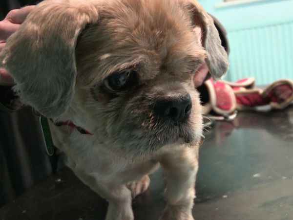 The Dog Rescuers - Episode 17