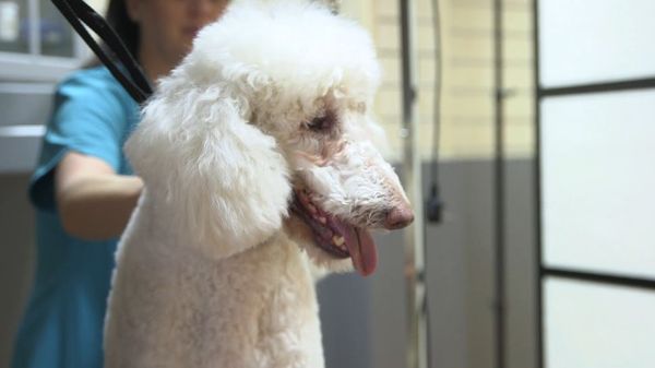 The Dog Rescuers - Episode 8