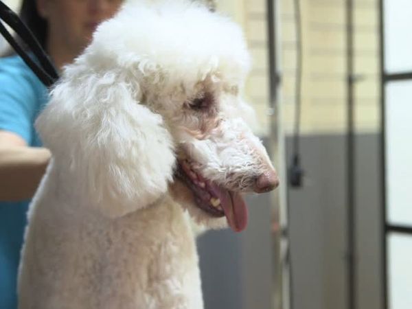 The Dog Rescuers - Episode 8