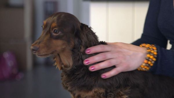 The Dog Rescuers - Episode 9