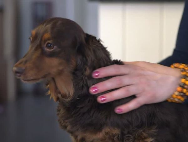 The Dog Rescuers - Episode 9
