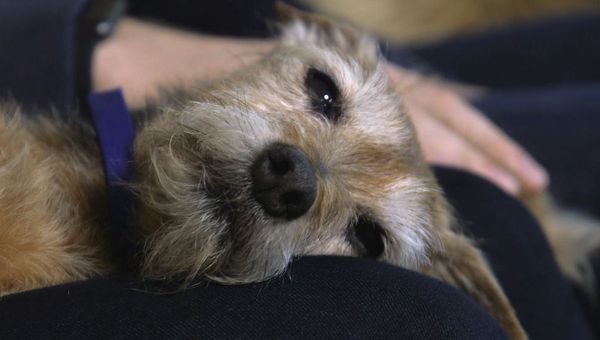 The Dog Rescuers - Episode 7